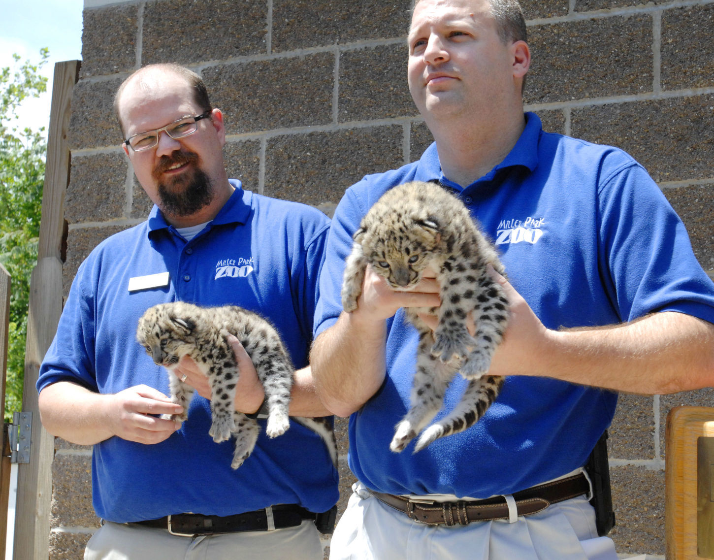 Snow leopards